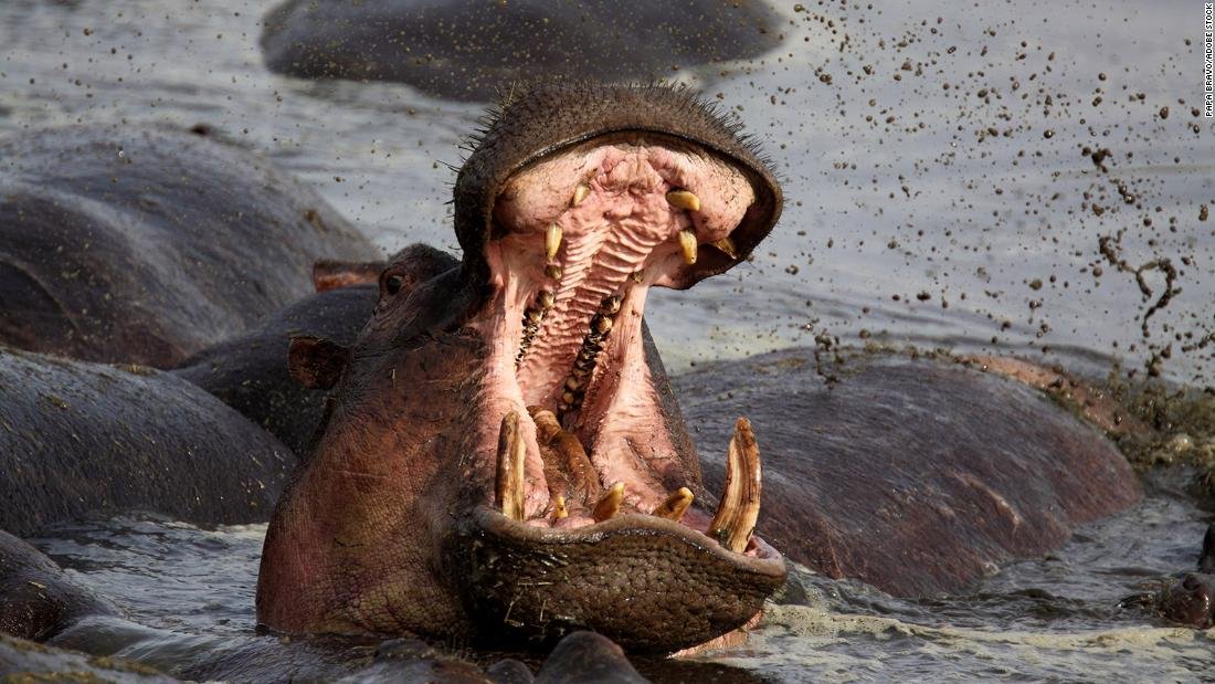 A Hippo Swallowed Him Waist-Deep. Here's How He Survived