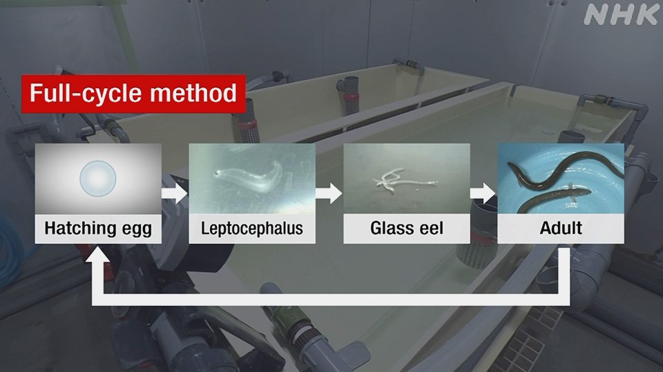 Laboratory research on Japanese eel breeding