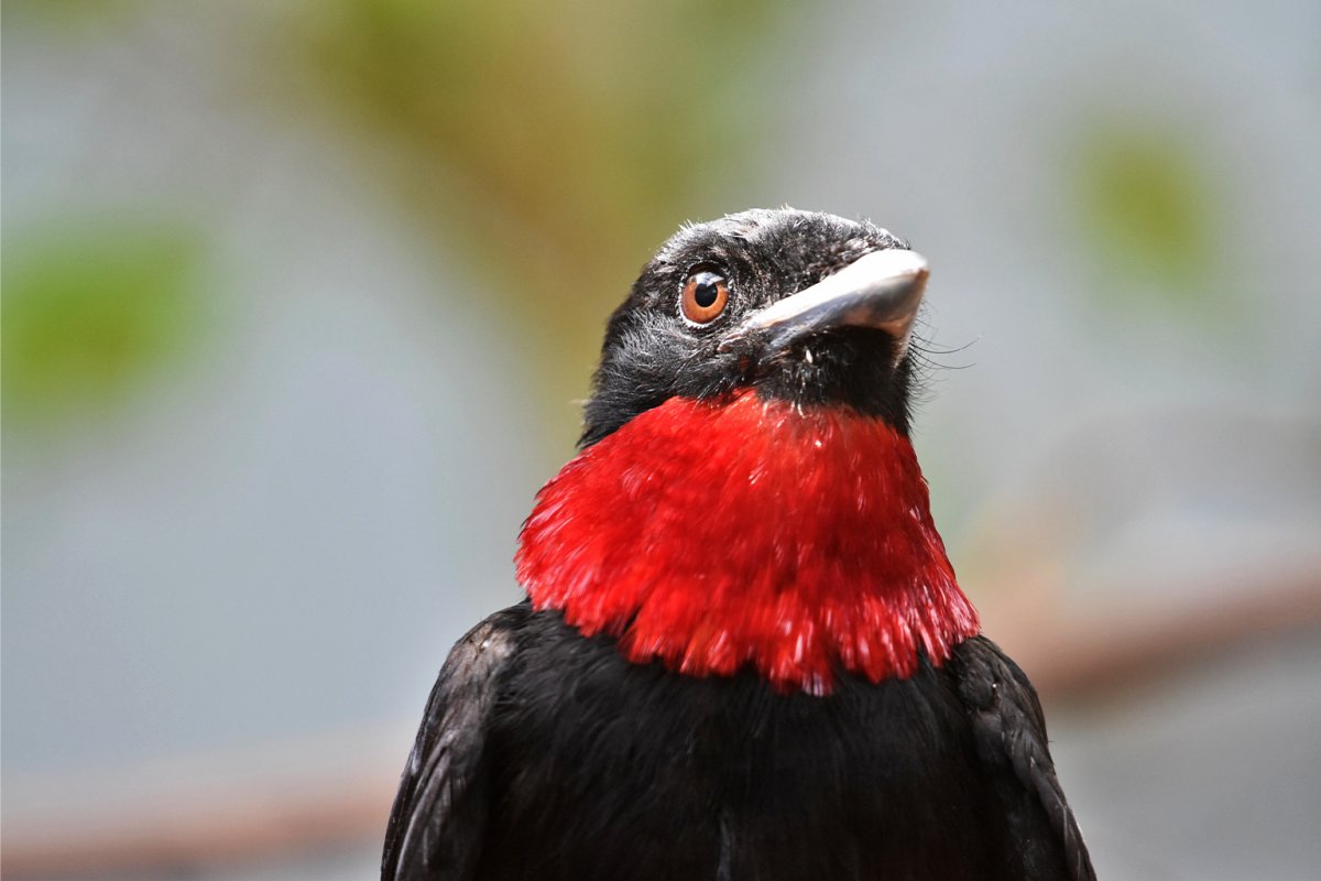 Purple-throated fruitcrow (Querula purpurata), one of the specialist species that has disappeared from intensively managed açaí areas