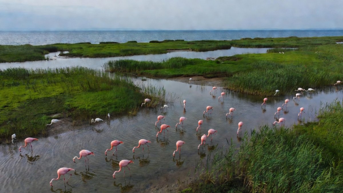 Narta Lagoon, a protected coastal wetland in Albania that is home to flamingos and other migratory birds, threatened by the proposed Sazan Island resort development