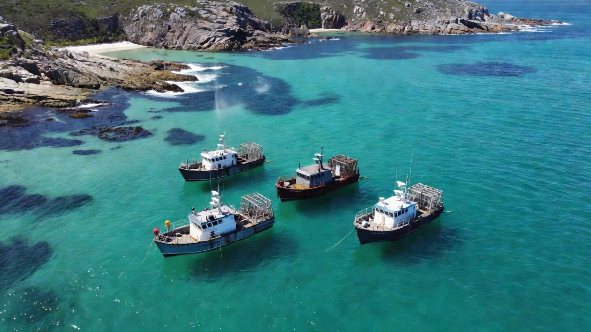 Aerial view of Gansbaai coast in South Africa where great white shark sightings have plummeted