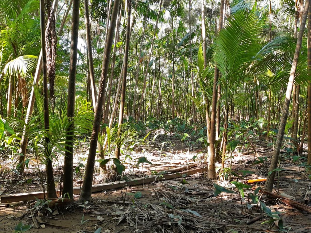 Intensified açaí monoculture in the floodplain forests of Pará, Brazil