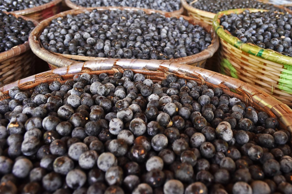 Açaí's Hidden Cost: Amazon Bird Diversity Plunges as Superfood Demand Soars