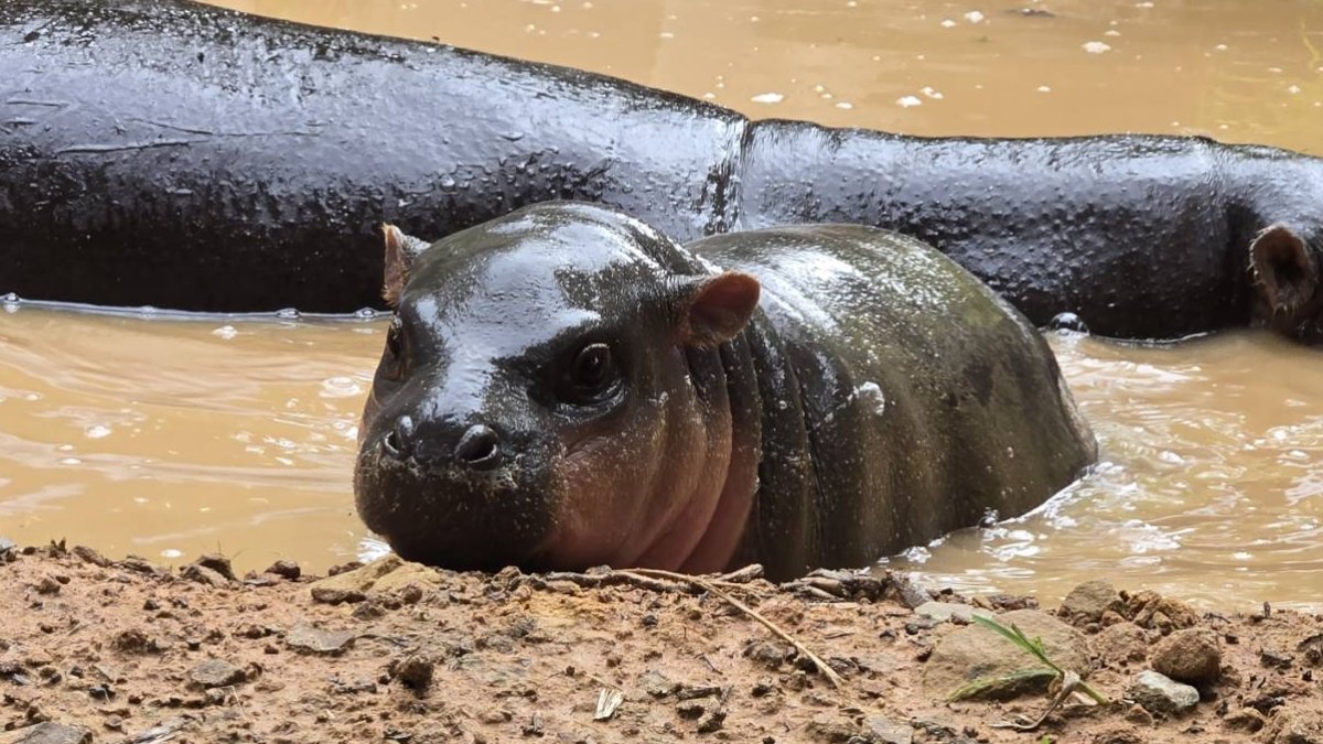 Khon Kaen Zoo Names Moo Nam Tok — Moo Deng's Niece