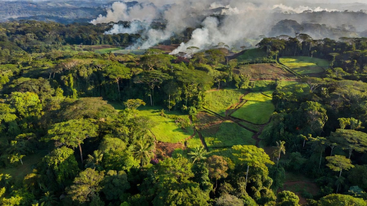 US-Bolivia Drug Deal Raises Stakes for Amazon Deforestation