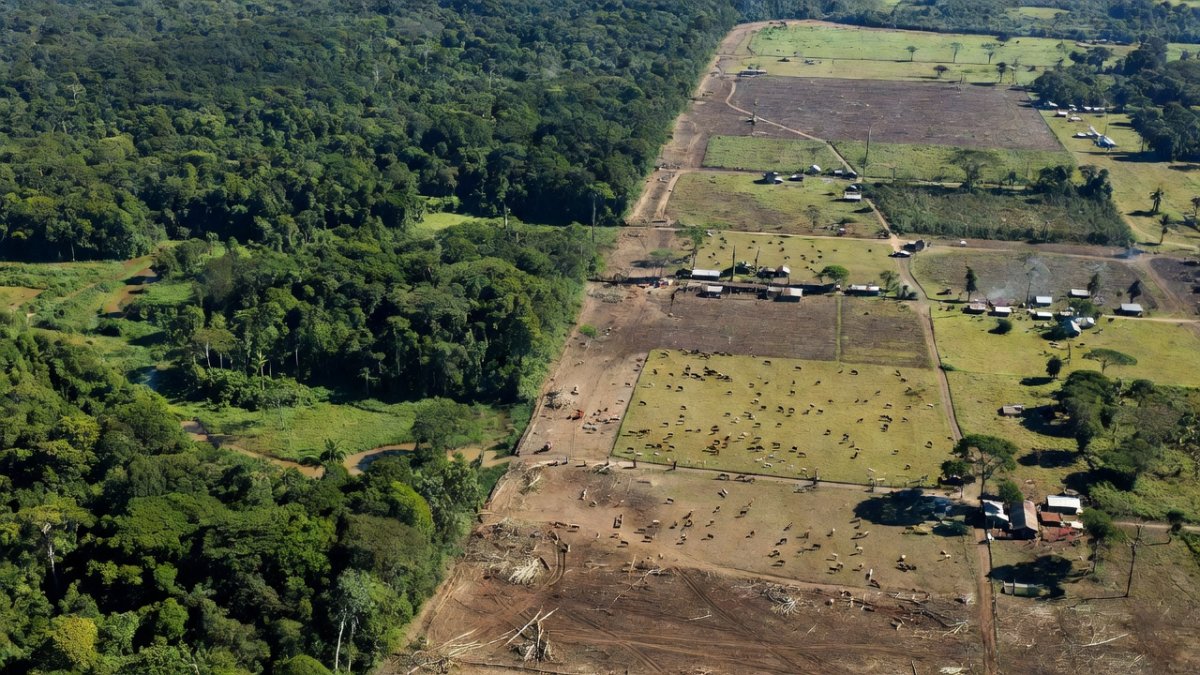 Peru Amazon Deforestation Crisis Escalates in 2025