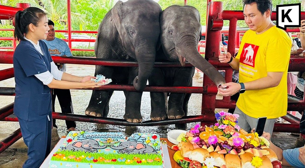 World's First Mixed-Sex Elephant Twins Mark Second Birthday
