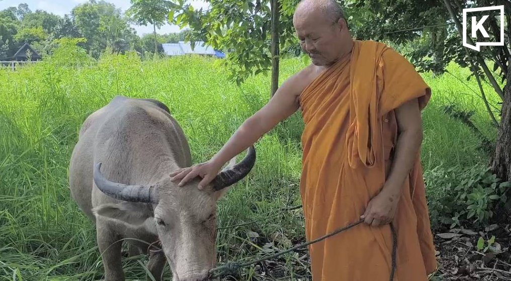 Pregnant Albino Buffalo Saved from Slaughter by Temple and Community in Nakhon Nayok