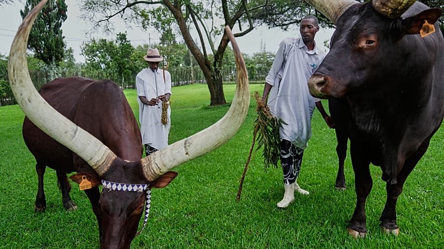 A Rwandan caretaker tending to the Inyambo royal cattle at the King's Palace Museum