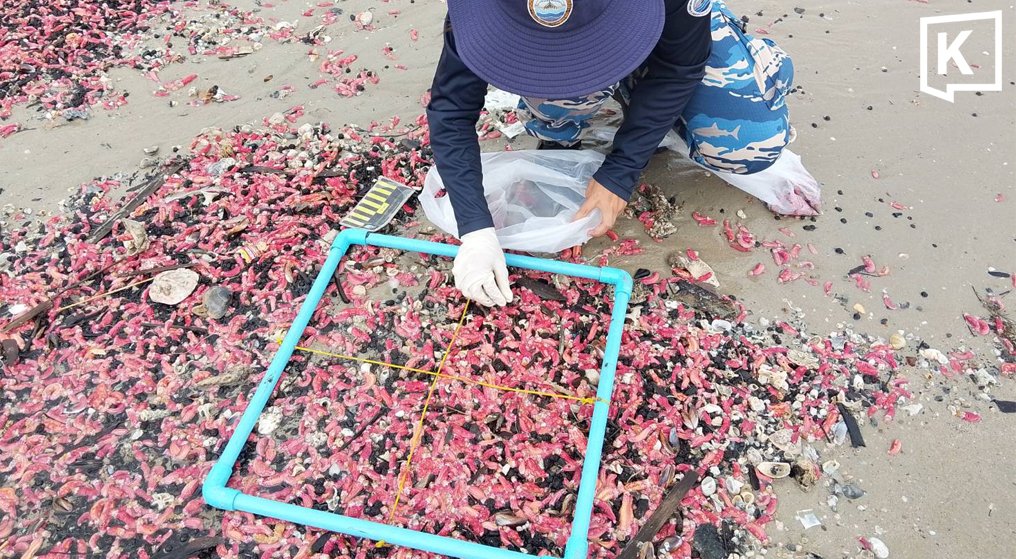 Millions of Pink Sea Cucumbers Wash Ashore in Rayong