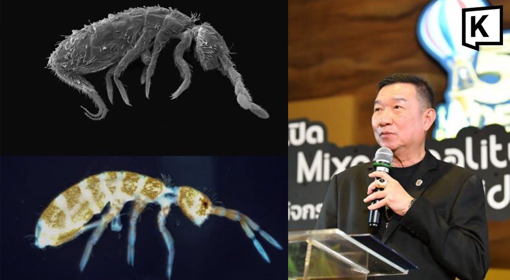 New Springtail Species Discovered in Thailand’s Rama IX Forest