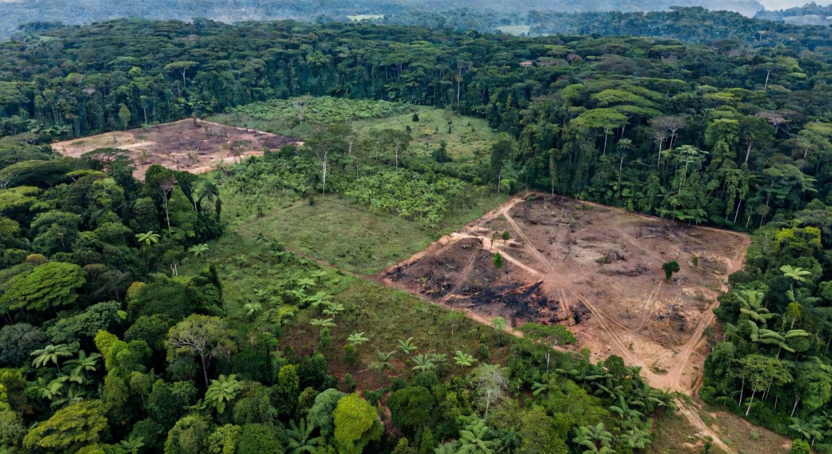 Aerial view of restored Amazon forest near the Colombian border