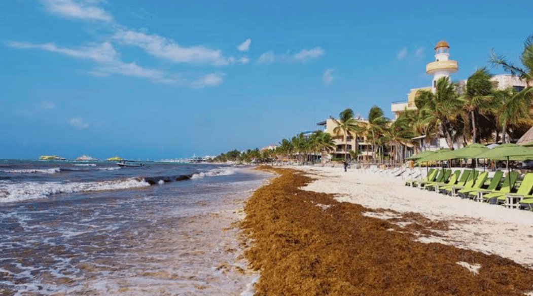 Japan May Help Antigua Turn Sargassum From Beach Menace Into Business