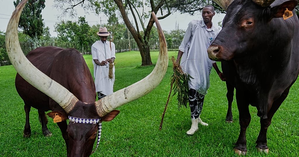 Music and Poetry for the King's Cattle: Inside Rwanda's Living Heritage at the King's Palace Museum