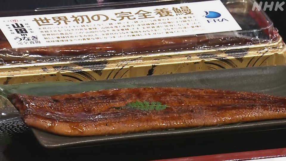 Grilled unagi kabayaki prepared from fully farmed Japanese eel