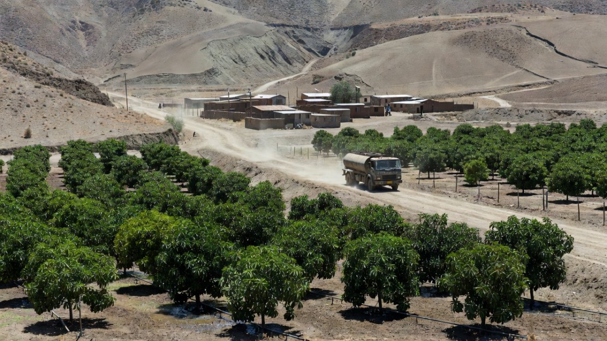 Petorca valley avocado orchards and water trucks