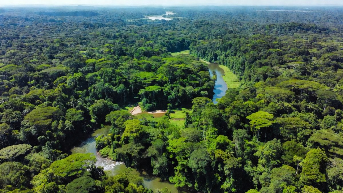 Aerial view of Amazon rainforest canopy in Peru near the Brazilian border