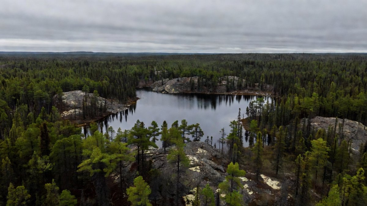 Saskatchewan boreal forest landscape with dense spruce and jack pine stands