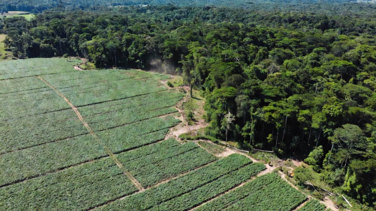 Amazon Soy Moratorium Collapse Risks Massive Forest Loss