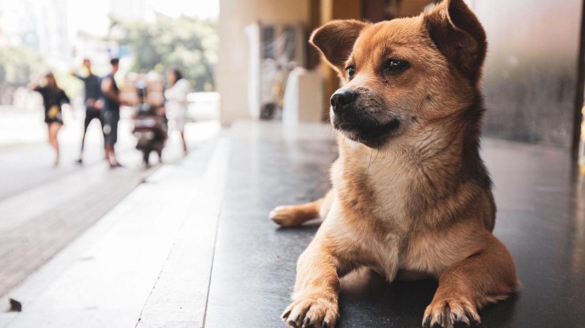 Animal cruelty is not punishable by law in China