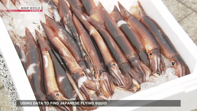 Data Analytics Track Japanese Flying Squid in Tottori