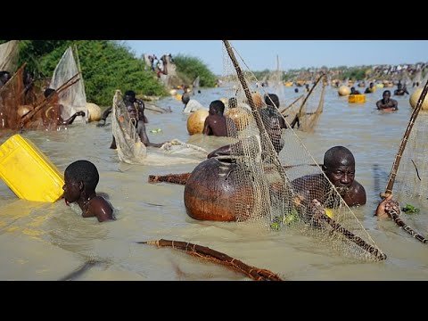 Argungu Fishing Festival Returns After Six-Year Hiatus