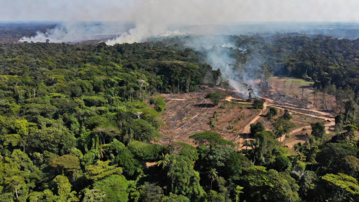 Amazon Nears Tipping Point as Deforestation Reaches 18 Percent