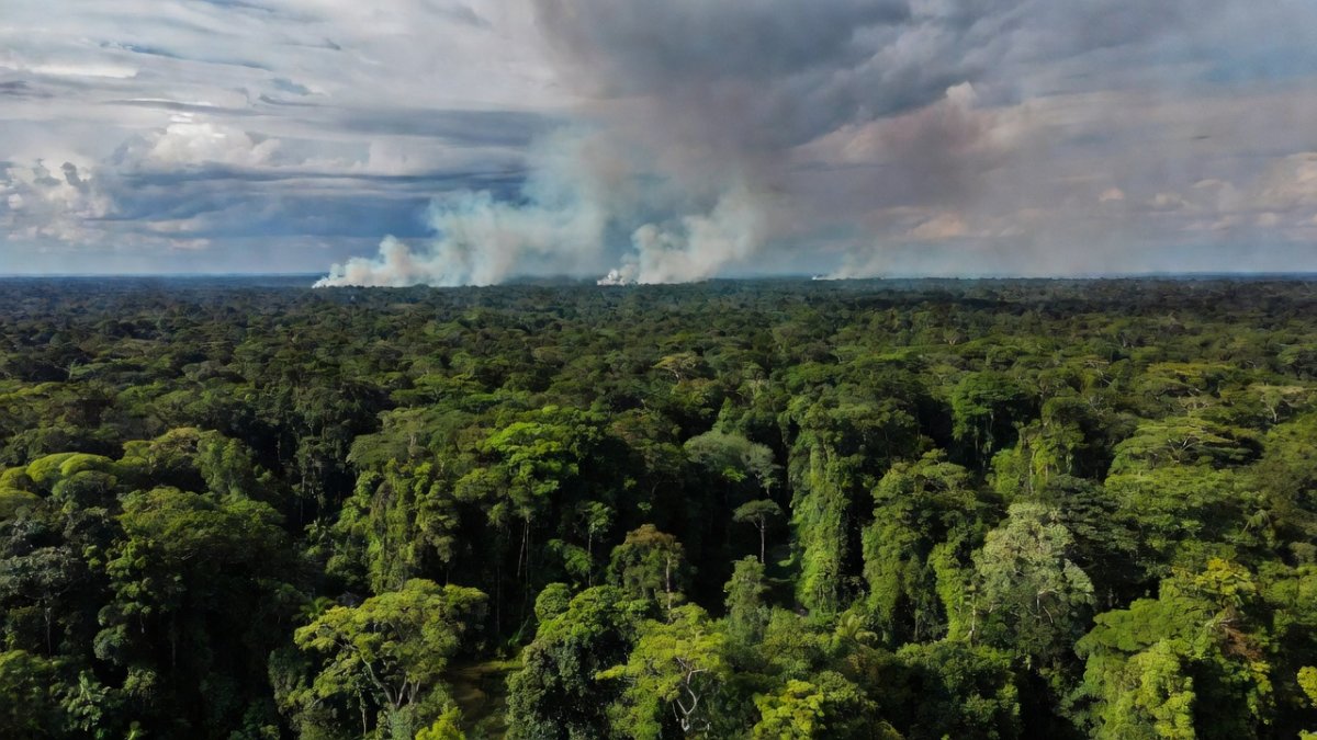 Amazon Fire Drop Offers Hope Amid Savannization Risks
