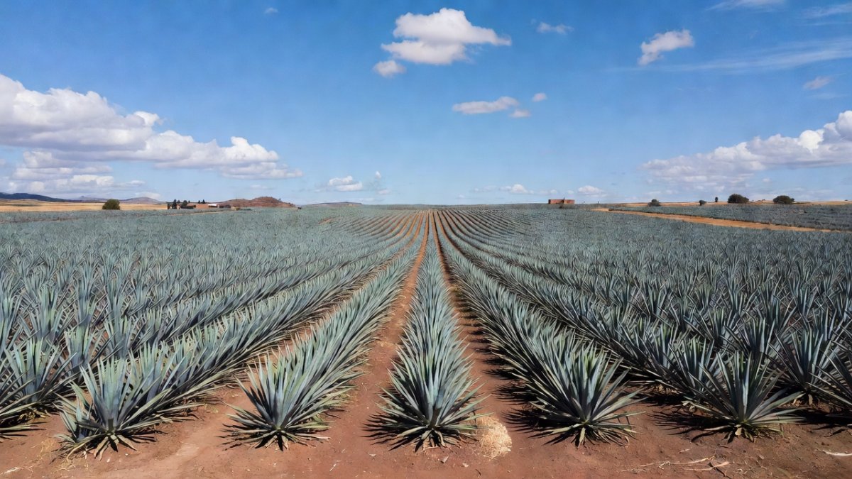 Agave field in Jalisco, Mexico with blue sky and rows of blue agave plants stretching across the rural landscape