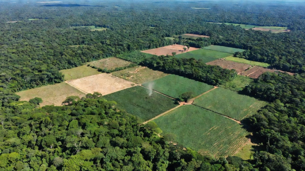 Amazon Deforestation Hits Decade Low as Soy Moratorium Ends
