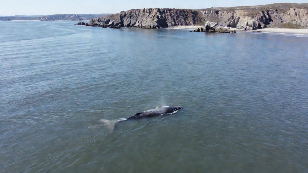 Gray Whales Are Dying at Catastrophic Rates Along the West Coast — Here's Why