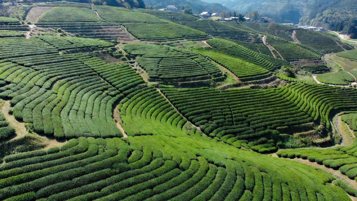 Japan Registers Japanese Tea Under GI to Shield Exports