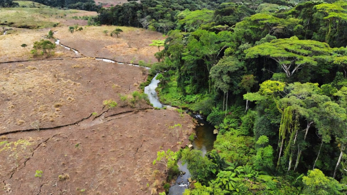 Salgado Family Restored 676 Hectares of Atlantic Forest