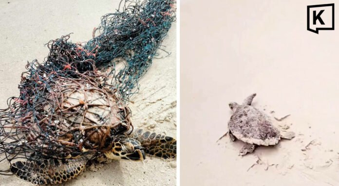 Phuket Turtle Rescue at Layan Beach Inspires Hope