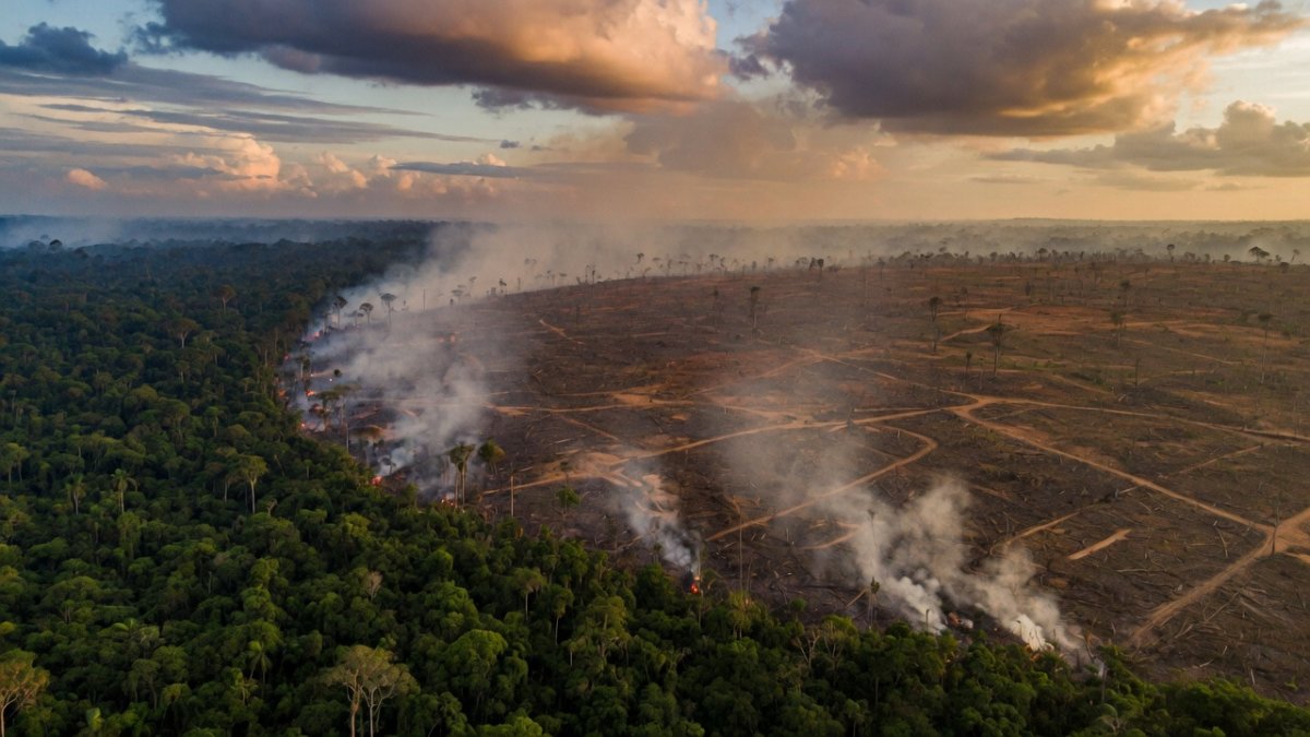 The Amazon at a Crossroads — Lula, Deforestation, and Whether Brazil Can Balance Conservation with Development