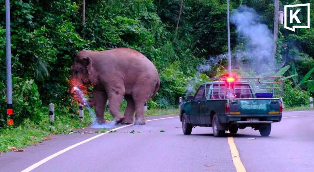 Outrage as Firecracker Thrown at Khao Yai Elephant Plai Salika