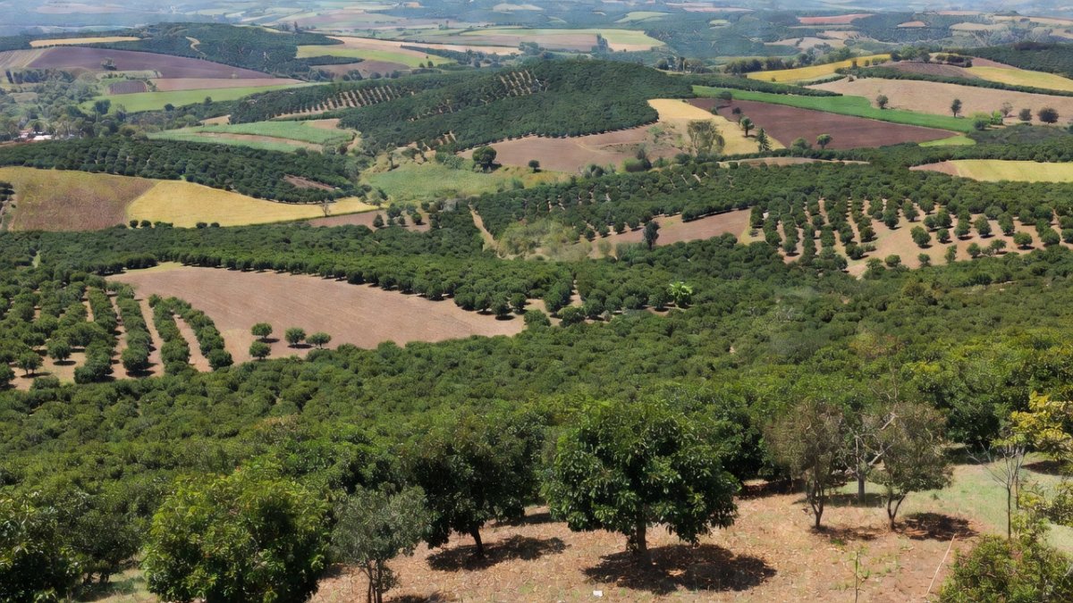 Mexican avocado orchards and agricultural fields in Michoacan countryside