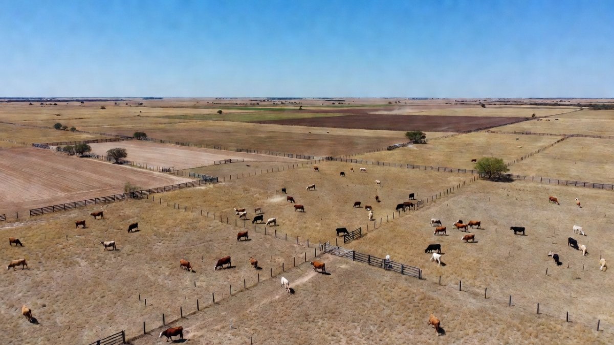 Texas livestock quarantine zone map