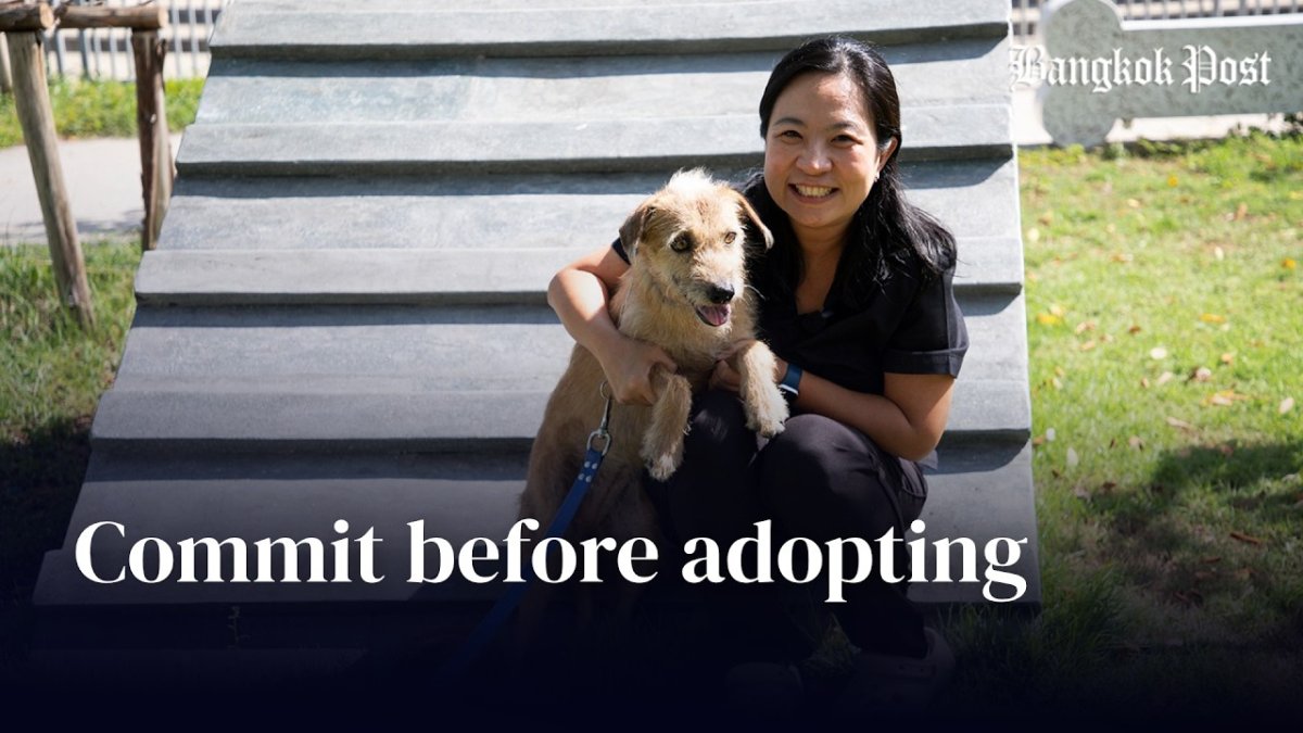 Bangkok Shelter Urges Long-Term Commitment Amid Surge in Dog Adoptions