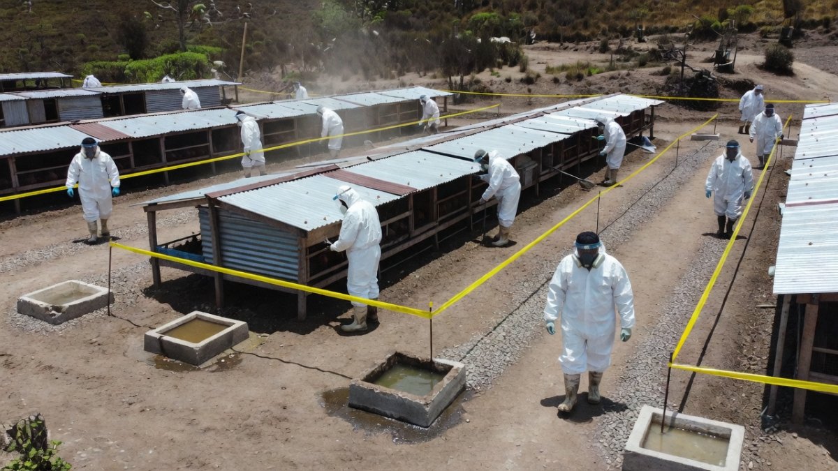 Bird Flu Crisis 2026: Peru Declares Emergency as H5N1 Sweeps Latin America's Poultry Sector