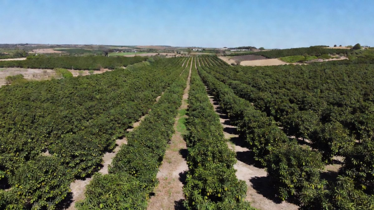 Avocado orchards in Michoacán, Mexico, with farmers harvesting fruit for export to the United States