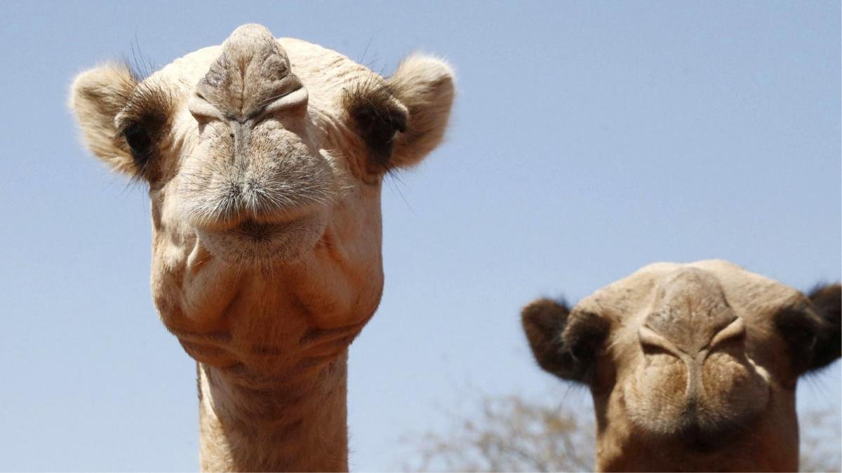 When Even Camels Can't Cope: Africa's Iconic Animals Face Deadly Heat