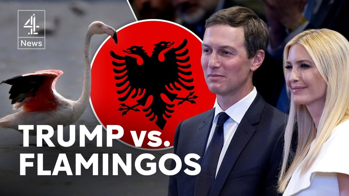 Trump Kushner Albania Resort Ignites Flamingo Revolution