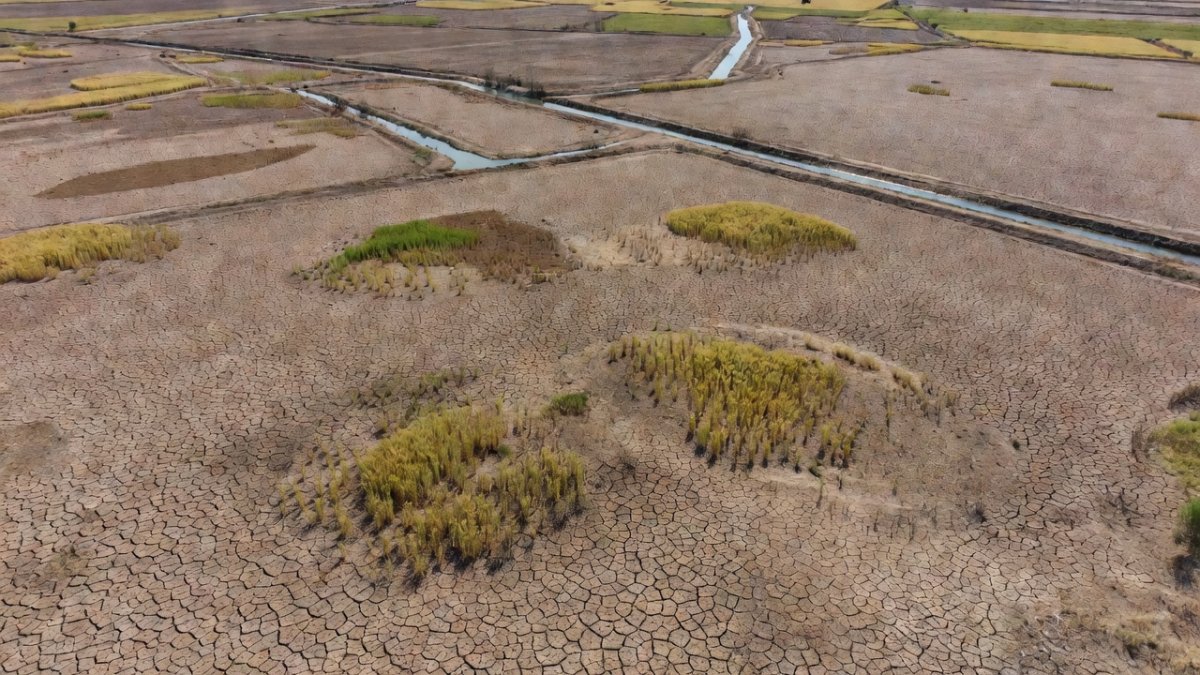 Haryana Groundwater Crisis Spurs Natural Farming Shift