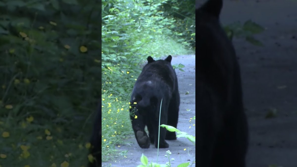 Regina Couple Killed in Rare Black Bear Attack at Saskatchewan Cabin