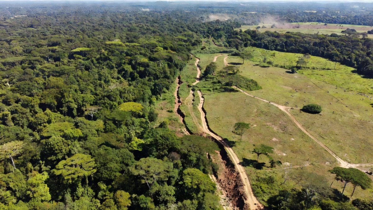Armed Groups, Coca, and Chainsaws: Inside the Destruction of Colombia's Amazon