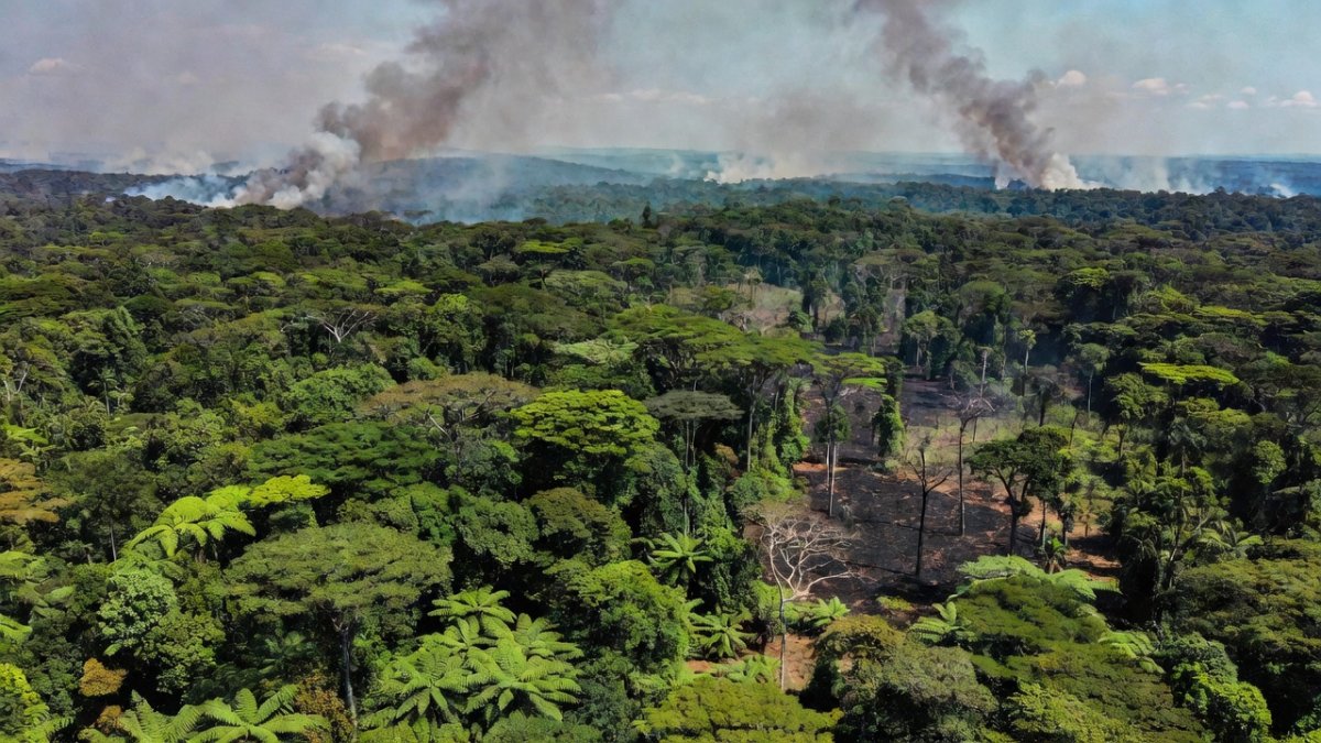 Amazon Wildfires and the Tipping Point: Rainforest at Risk of Savannization