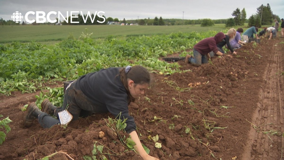 P.E.I. Potato Planting Delayed by Wet Spring, New Crop Thrives
