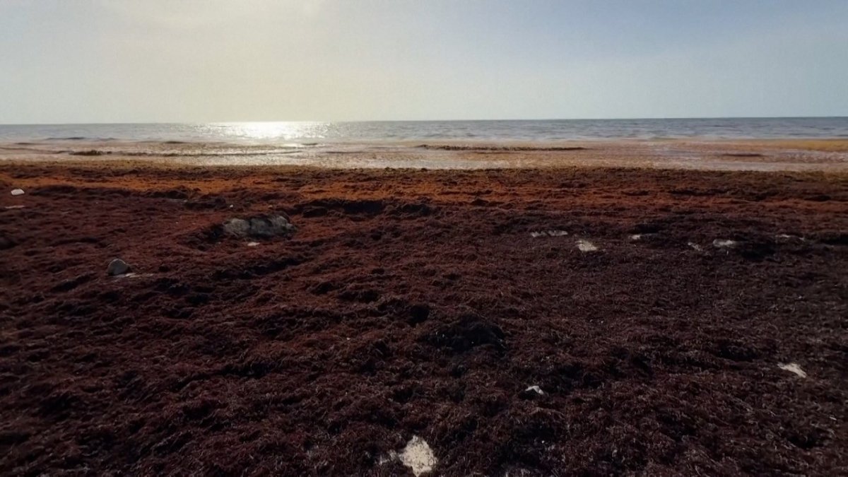 Record Sargassum Bloom Chokes Mexico's Caribbean Coast as Tourism Pays the Price