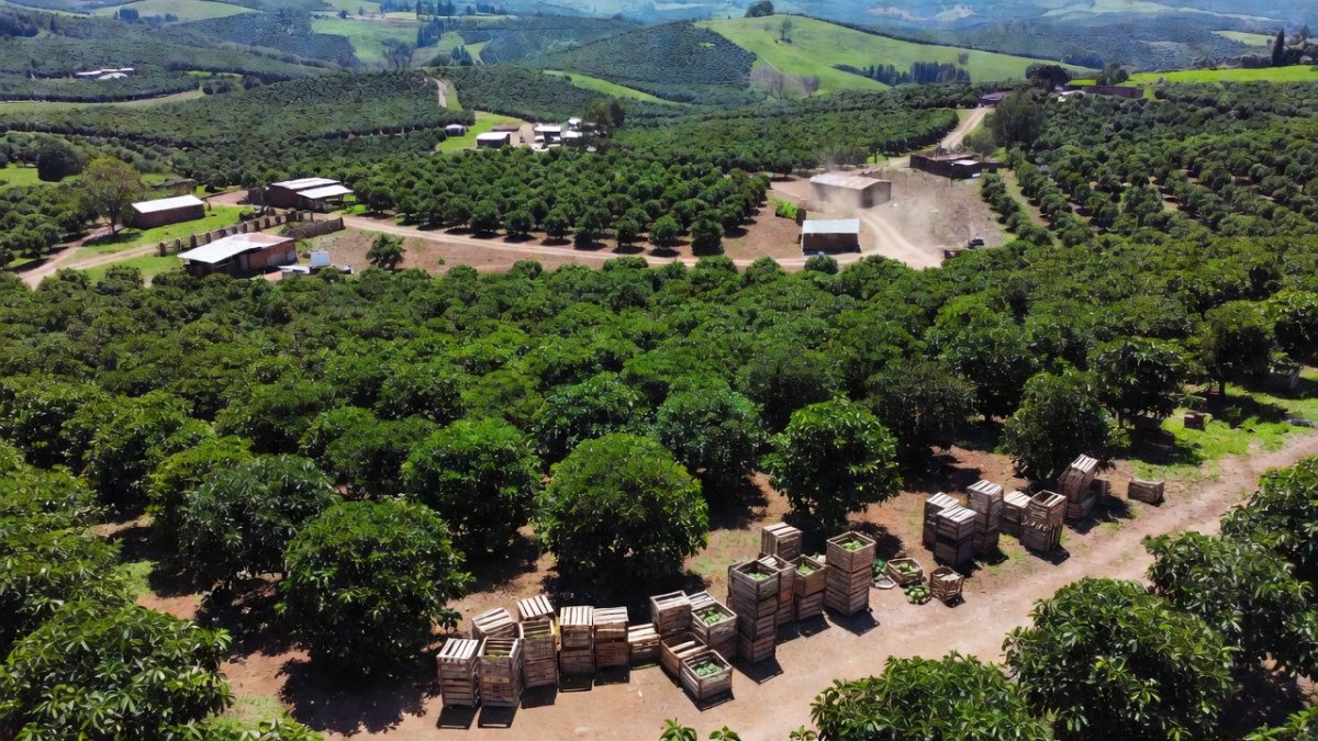 Mexican avocado orchards in Michoacan with export crates for European markets